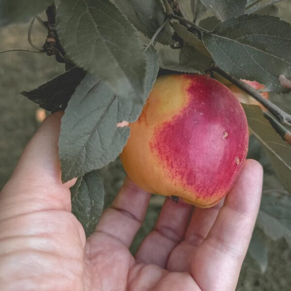 jablko v ruce